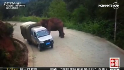 Какво се случва, ако попаднеш на див слон?