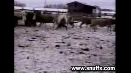 Крава Дърпа Човек По Снегът - Много Смях