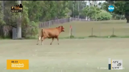 Млад бик подгони деца на футболно игрище