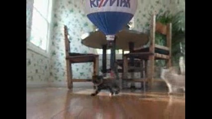 Remax Tv Spot Cats Nobody in the world sells more real estate.avi