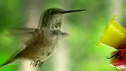 hummingbirds ~ up close & slow motion (hd)