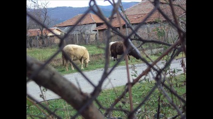 Сливенската ферма в село Божевци 