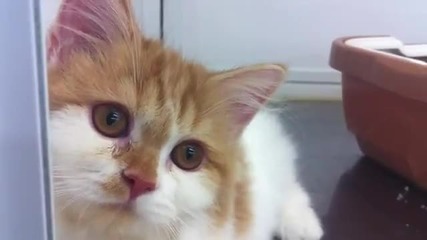 Котенце