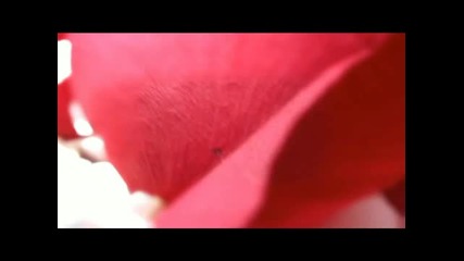 Футаж для Рroshow - Лепестки в ладони