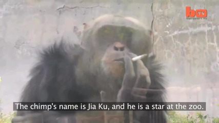 Маймуна пуши цигара и пие натурален сок