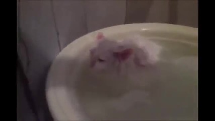 Коте отказва да напусне своята "баня"!