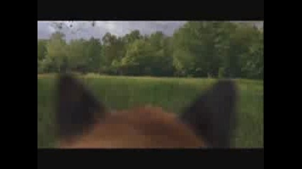 Bull - Zubr