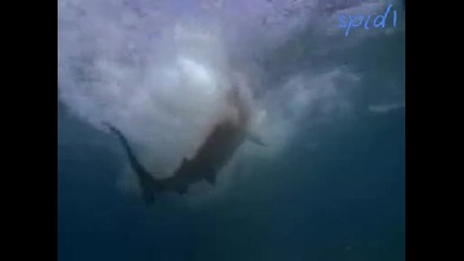 Акули ловят албатроси - потресаващи кадри
