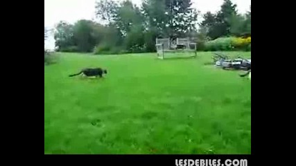 Коте прави салто