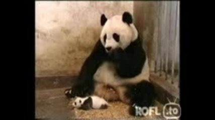 dve sladki pandi 