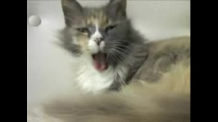 Cat Yawning s