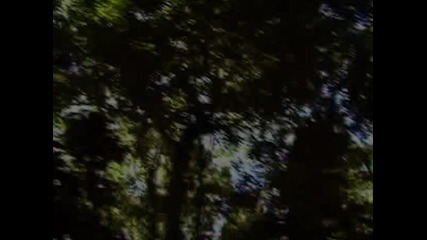 Hexstatic - Perfect Bird 