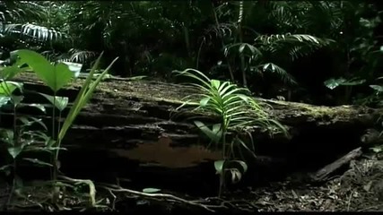 Spirit of the Rainforest with Beautiful Chillout Music [hd]