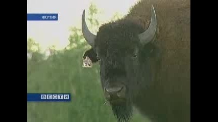 Бизони в Якутия