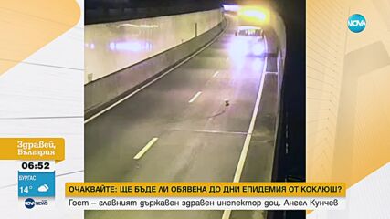 Куче спря движението в тунел на магистрала в Австралия