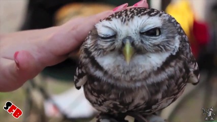Animals Are Awesome 2013
