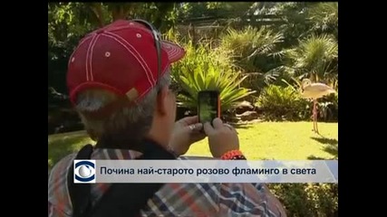 Бялото мече от зоопарка в Торонто се зарадва на първия сняг в живота си