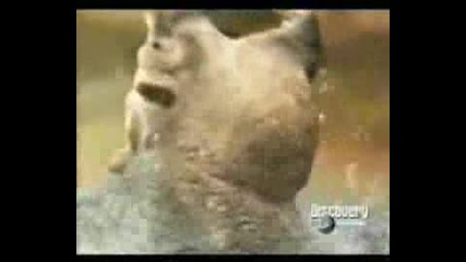 Animal Face-Off: Хипопотам vs Акула