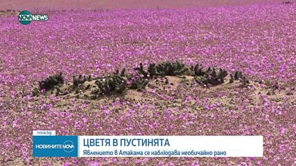 Рядък феномен: Пустинята Атакама се покри с пъстър килим от цветя