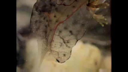 National Geographic - Trials Of Tadpole