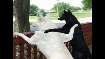 who_let_the_dogs_out