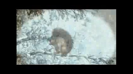 Реклама На Дъвки - Катерица Спасява Гората От Пожар - Смеха е Гарантиран 