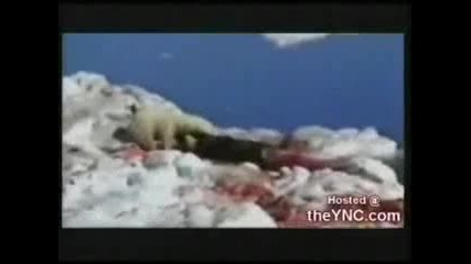 Полярна мечка срещу морж 