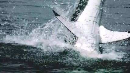 Великата Бяла Акула - Ловуване в студени води [hd]