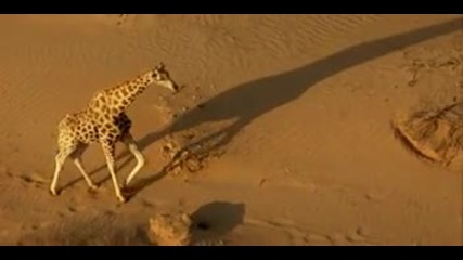 Bbc - David Attenborough's "africa" - s01e01 - Kalahari (2013)