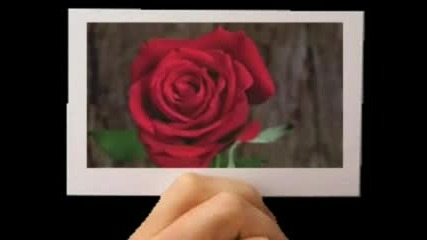 ~the Red Rose ~ V Card
