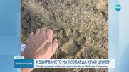 Продължават опитите за залавяне на големия хищник в Шуменско