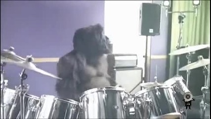 Горила барабанист