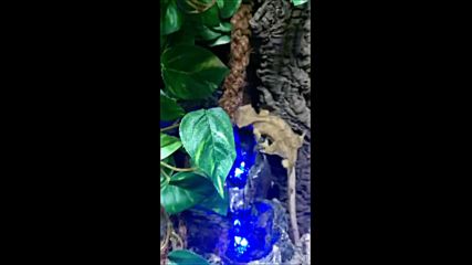Ресничест гекон /c. ciliatus/ в новия си дом