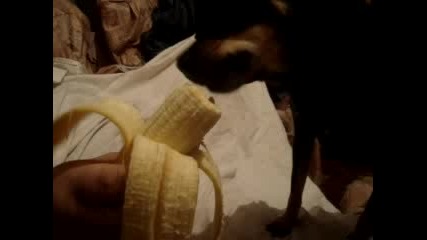 Куче Яде Банан