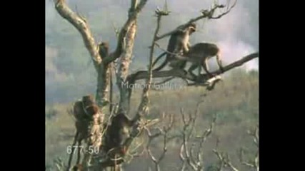 Маймуни Правят Секс