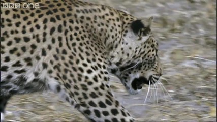 Hd: Леопард Срещу Таралеж 