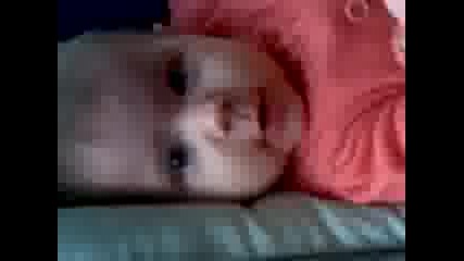 toni bebe Ruse