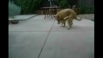 Реакцията на котка след като види приятелката си с друго куче (смях)