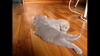 Котета се учат да ходят))