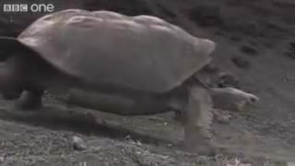 Разговор между животни много смях 