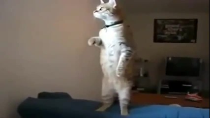 Котка стои мирно при изпълнение на Българския химн!