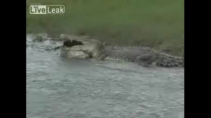 Атаката На Крокодила