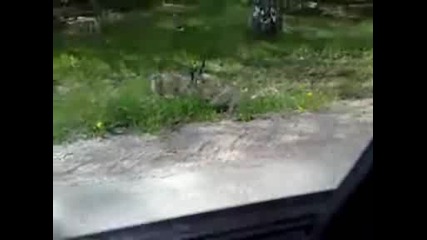Цяла банда зайци си играят в гората