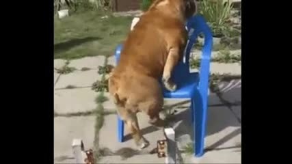 Булдог-like a boss!!!