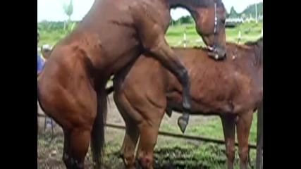 horse breeding (tamby) 1 