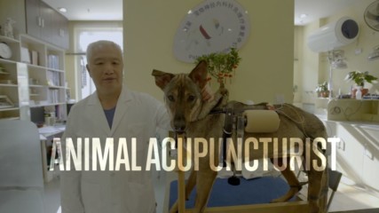 Acupuncture for pets: a revolutionary alternative to euthanasia