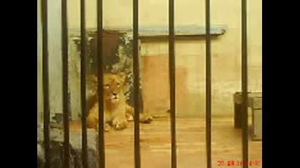 Снимки от зоогическата градина в град софия - 1 част