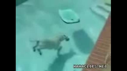 Плуващо Куче