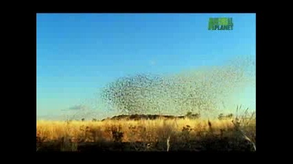 Weird True & Freaky - Massive Swarm of Flies