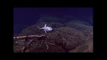 Life Of The Ocean - Enya